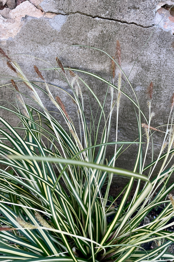 Detail of the variegated white and green blades of the Carex 'Ice Cream' the end of March. 