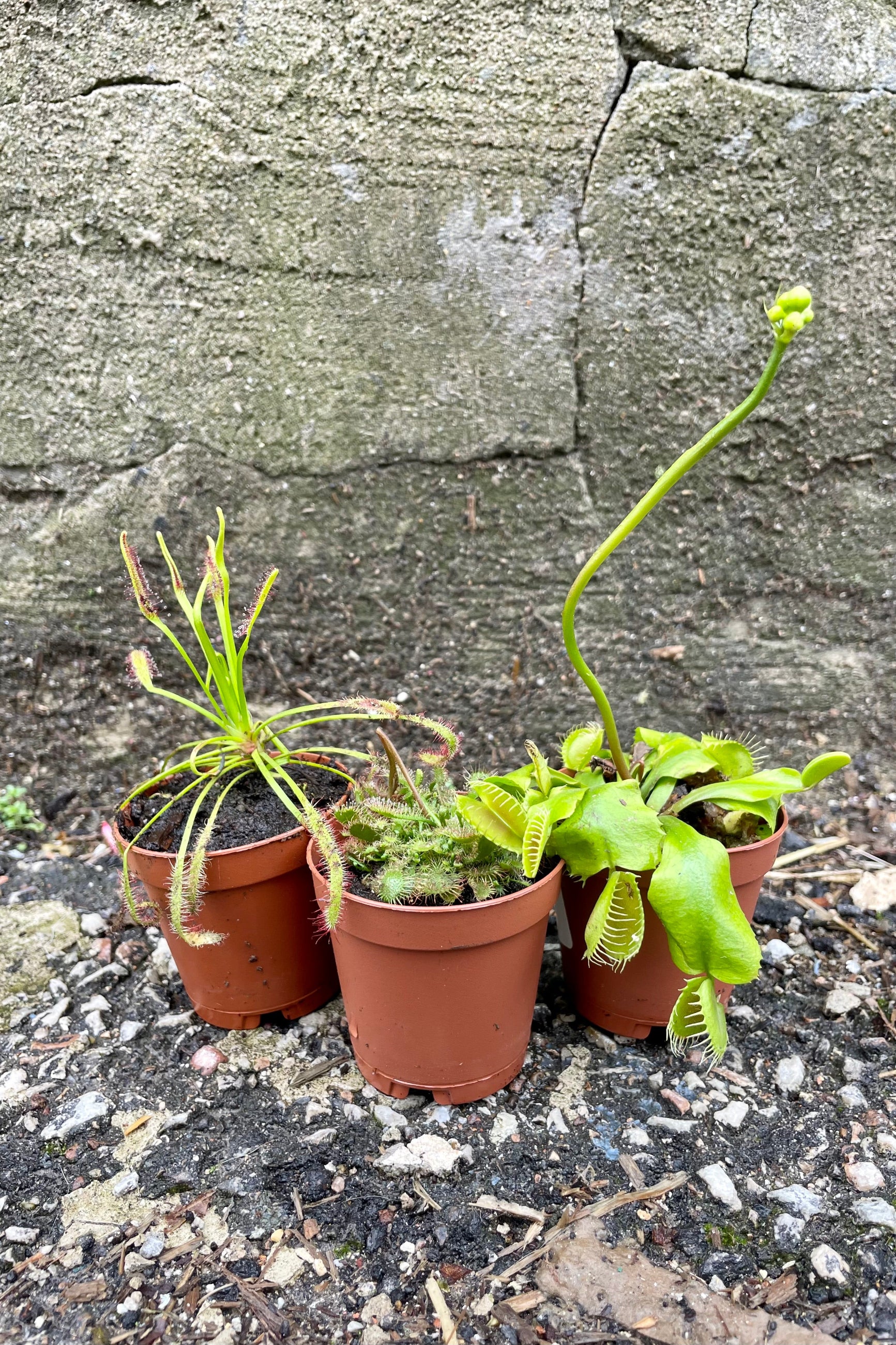 A trio of carnivorous plants, sundew and venus flytraps, show their unique plant features. The plants are in orange pots and sit on a paved surface against a cement wall.  ©Sprout Home