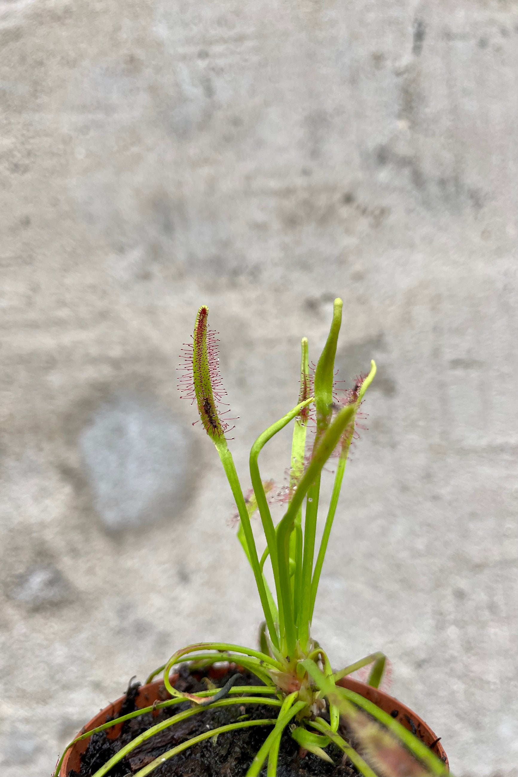 A carnivorous plant with sticky traps against a cement wall. The plant is a sundew.  ©Sprout Home