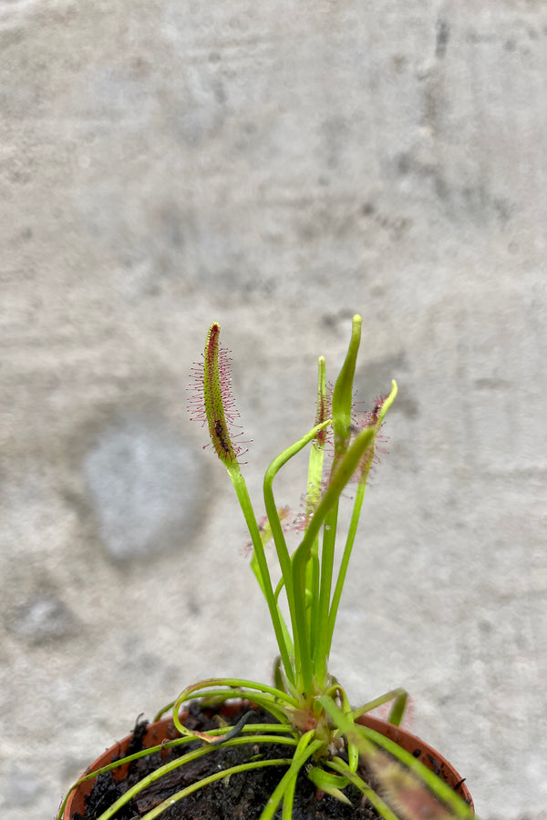 A carnivorous plant with sticky traps against a cement wall. The plant is a sundew.