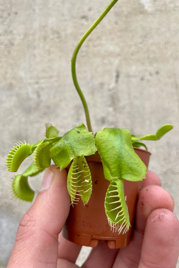 Photo of a Carnivorous plant. This is a Venus flytrap which has flat green leaves finished with jawl-like structures. The plant is in an orange pot and held by a hand against a cement wall.