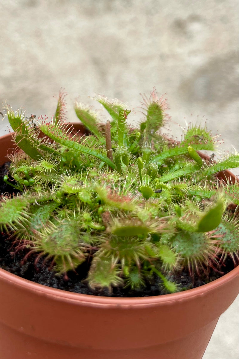 Short sticky traps of a carnivorous plant grow in an orange pot. The plant is a sundew.