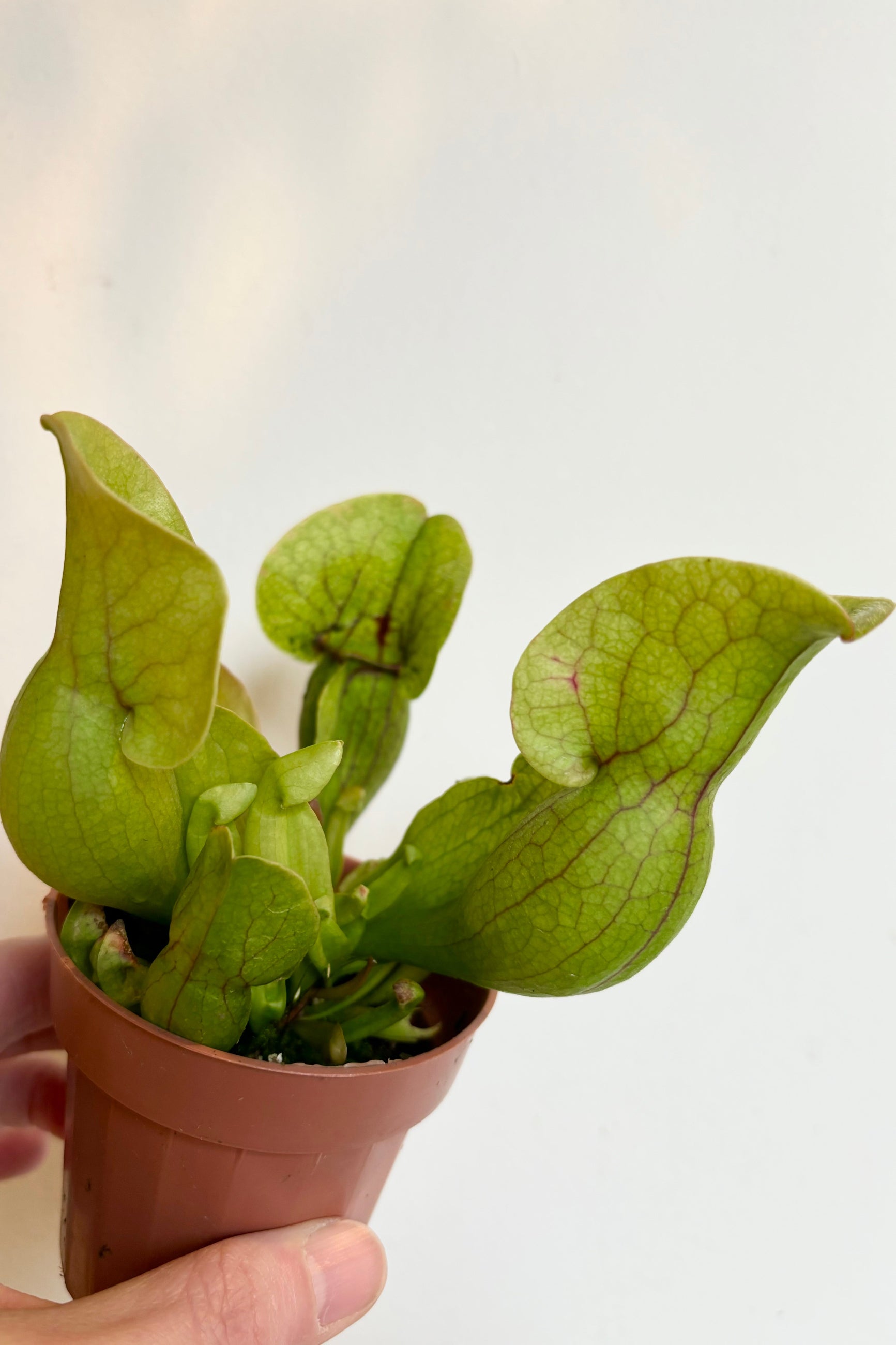 A carnivorous plant being held in and up close  ©Sprout Home
