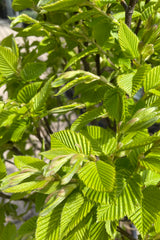 Detail photo of the bright green leaves with linear ridges mid April