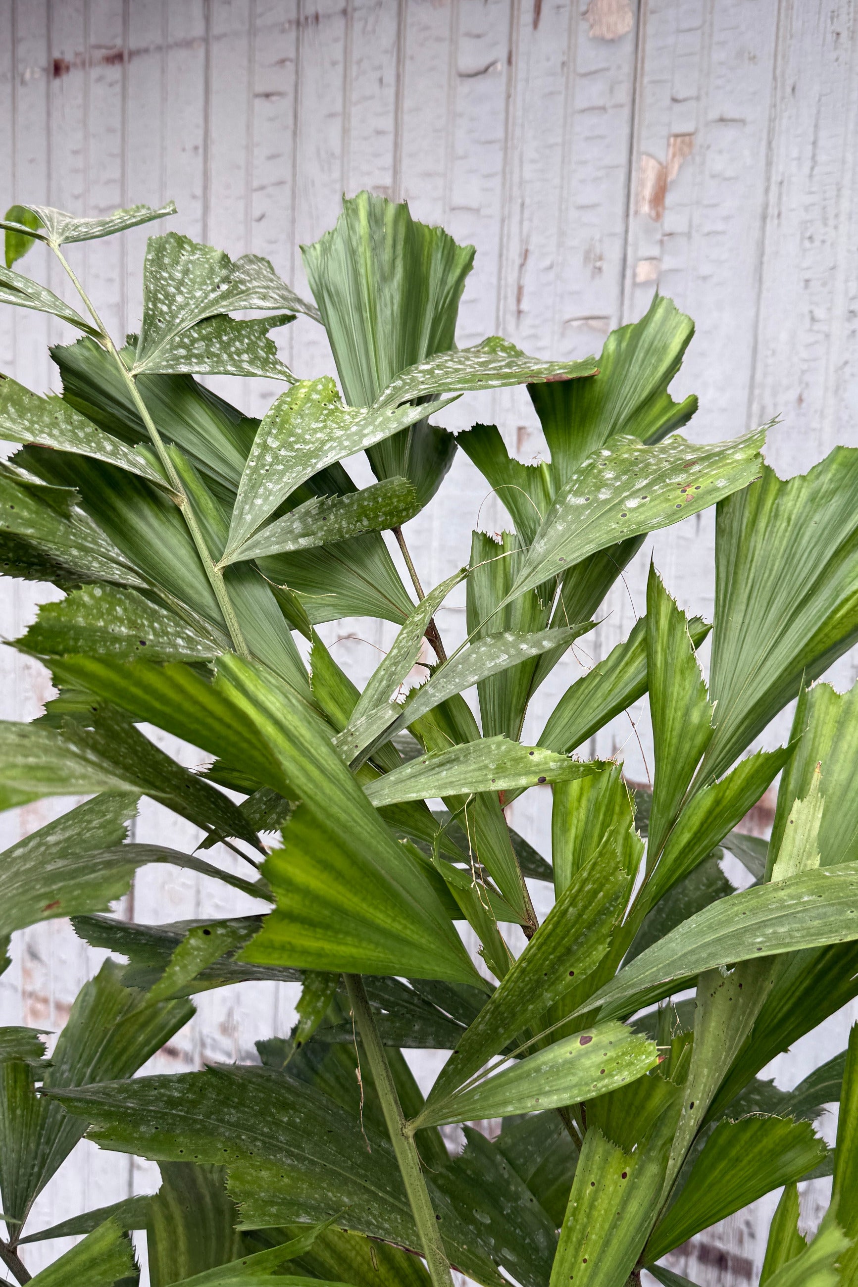 Caryota mitis "Fishtail Palm" detail close up of the leaves against a grey blue wood wall ©Sprout Home
