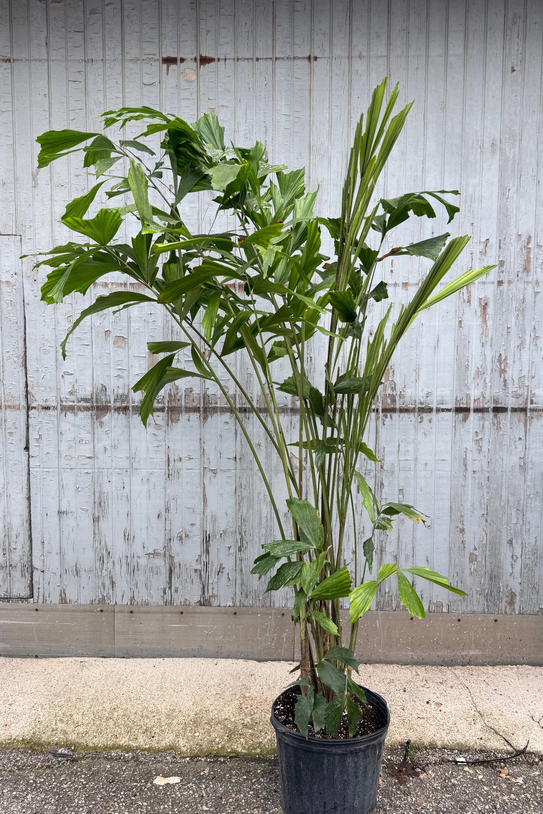 Caryota mitis "Fishtail Palm" in a 12" growers pot against a grey blue wood wall ©Sprout Home