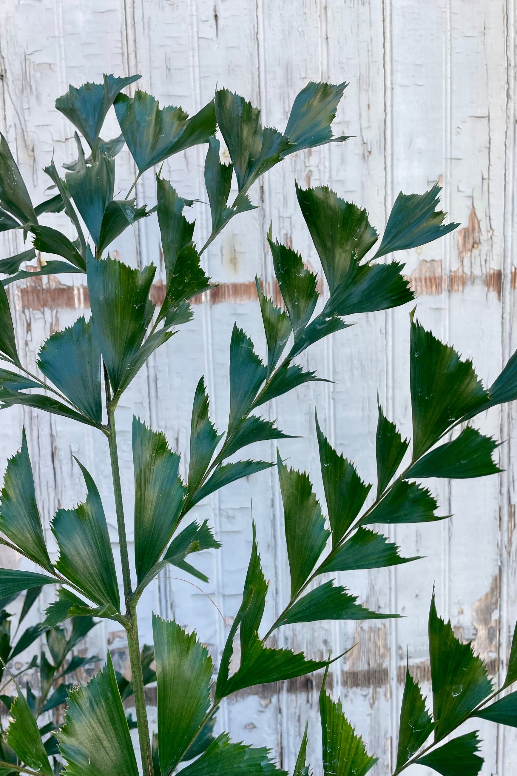 Glossy green leaflets on a palm branch in front of a wooden wall ©Sprout Home