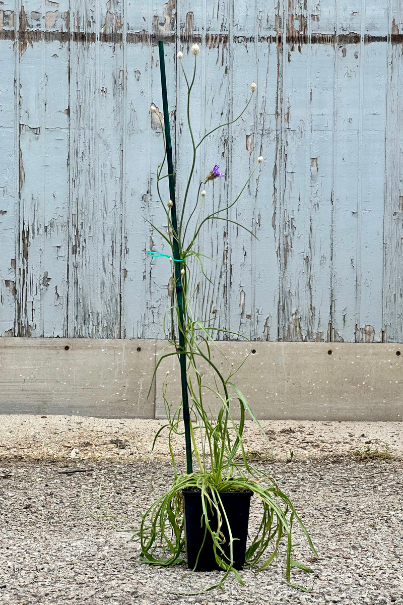 Catananche caerulea in a 4" growers pot the beginning of June just starting to bloom.