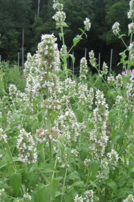 blooming Catnip plants by Hudson Valley Seed Company