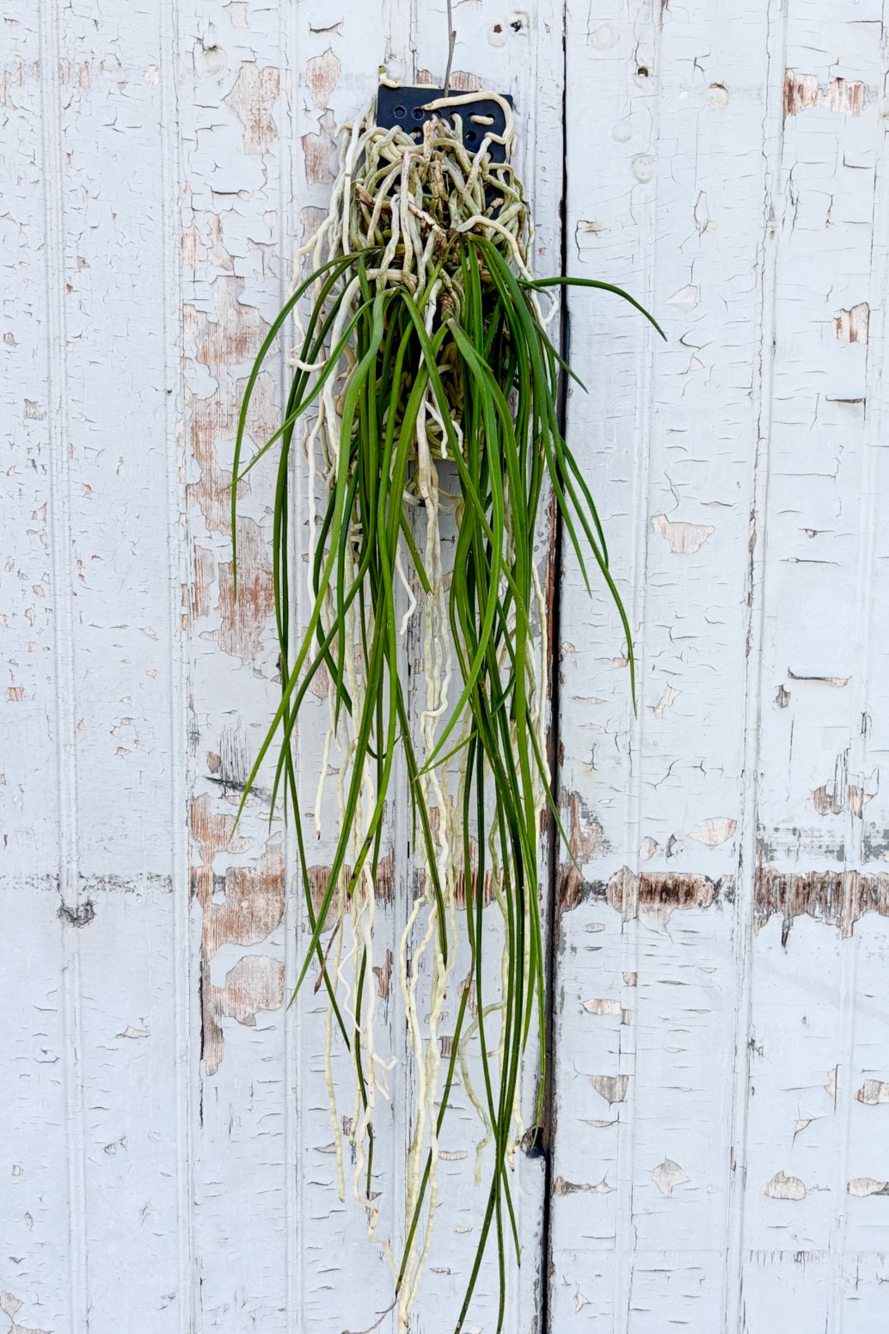 Mounted Cattleya hybrid orchid with dangling long, thin, green leaves and a tangle of roots against a grey wall ©Sprout Home
