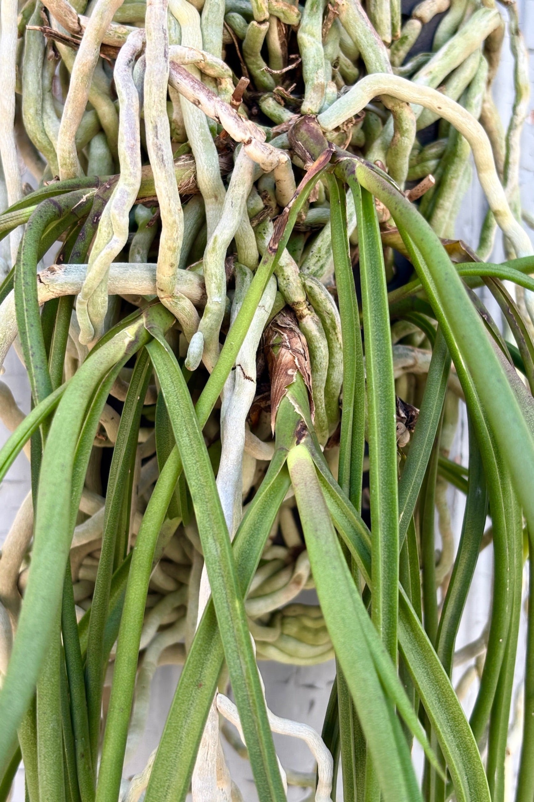 Close up of mounted Cattleya hybrid orchid with dangling long, thin, green leaves and a tangle of roots against a grey wall ©Sprout Home