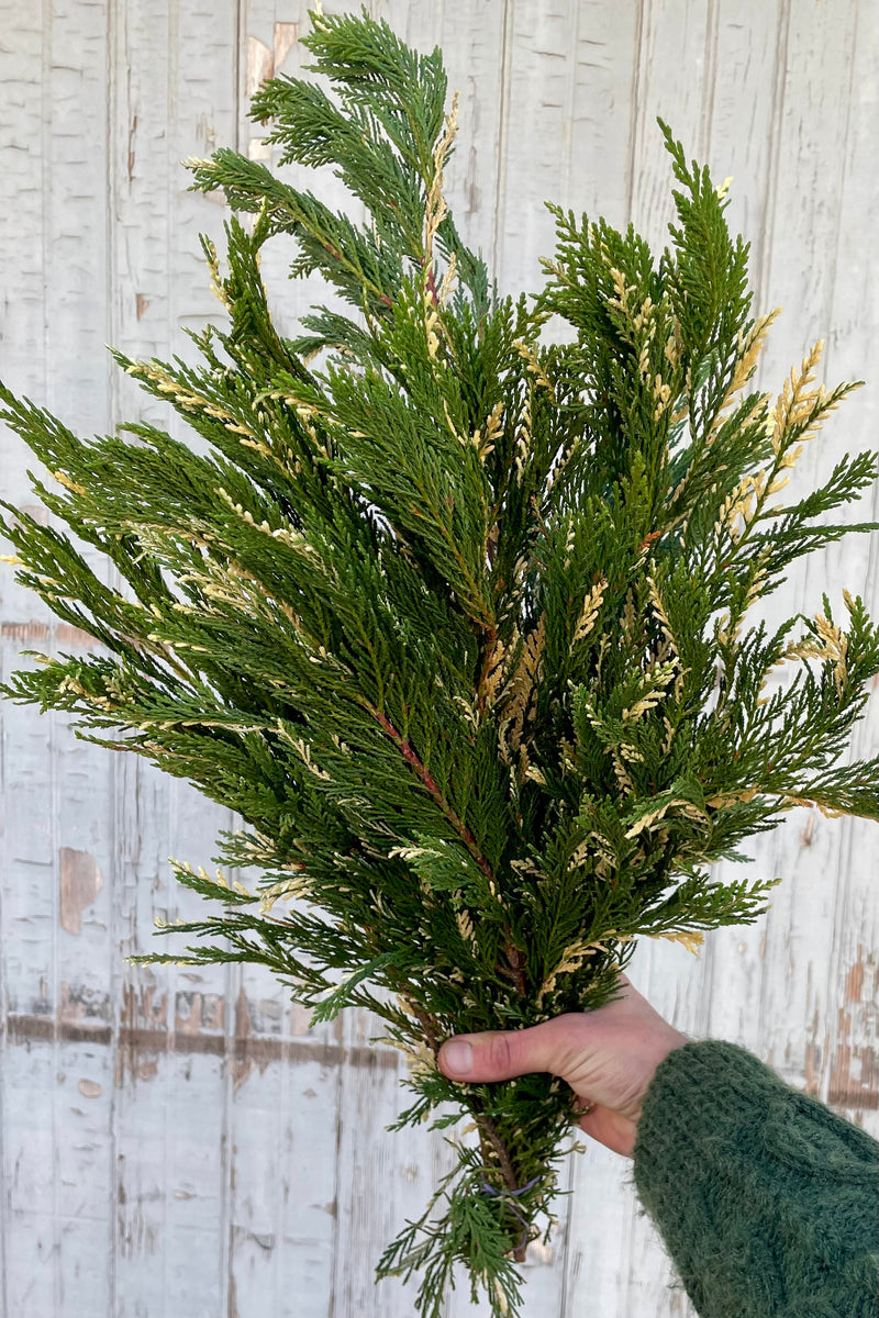 Photo of a hand holding a bunch of cedar foliage. The green leaves are variegated with white highlights. The bundle is shown against a gray wall.