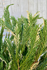 A close photo of the green and white variegated foliage of the Cedar. It is shown against a gray wall.