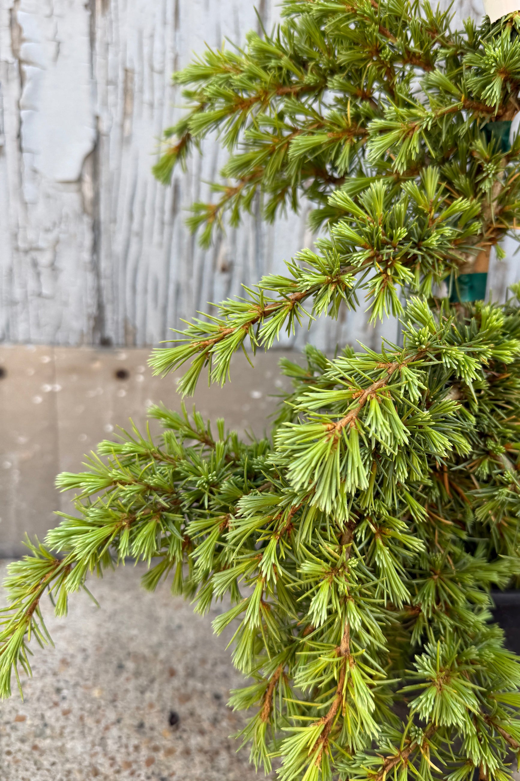 up close detail of the weeping foliage of Cedrus deodara 'Mountain Beauty' ©Sprout Home