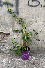 Celastrus 'Autumn Revolution' in a #2 growers pot the middle of June with long limbs full of ovate leaves.