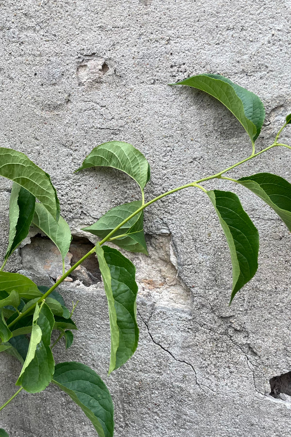 A limb of the Celastrus 'Autumn Revolution' middle of June with green leaves against a concrete wall. 