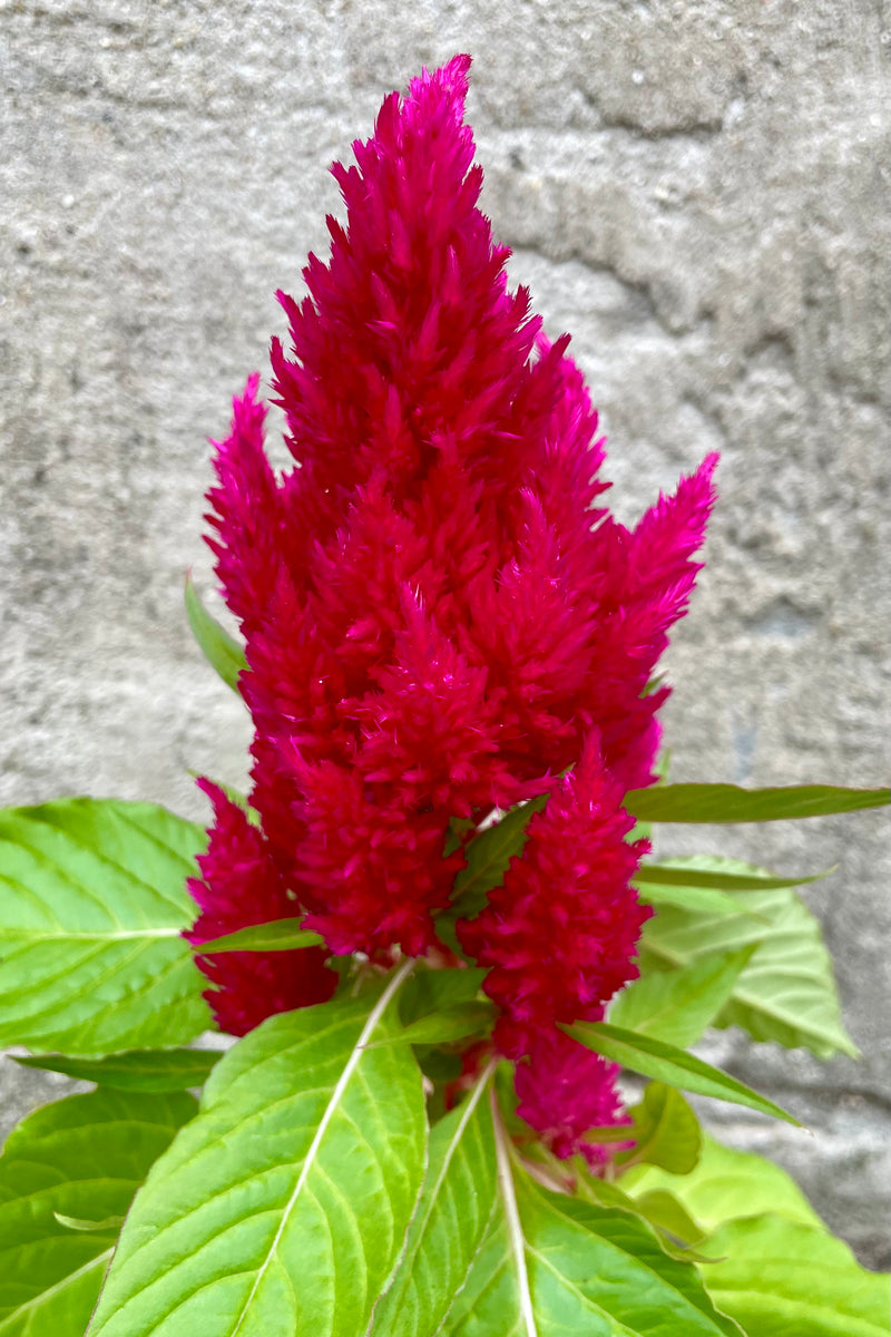 Celosia 'First Flame Scarlet' showing the bright fuchsia flower in September 