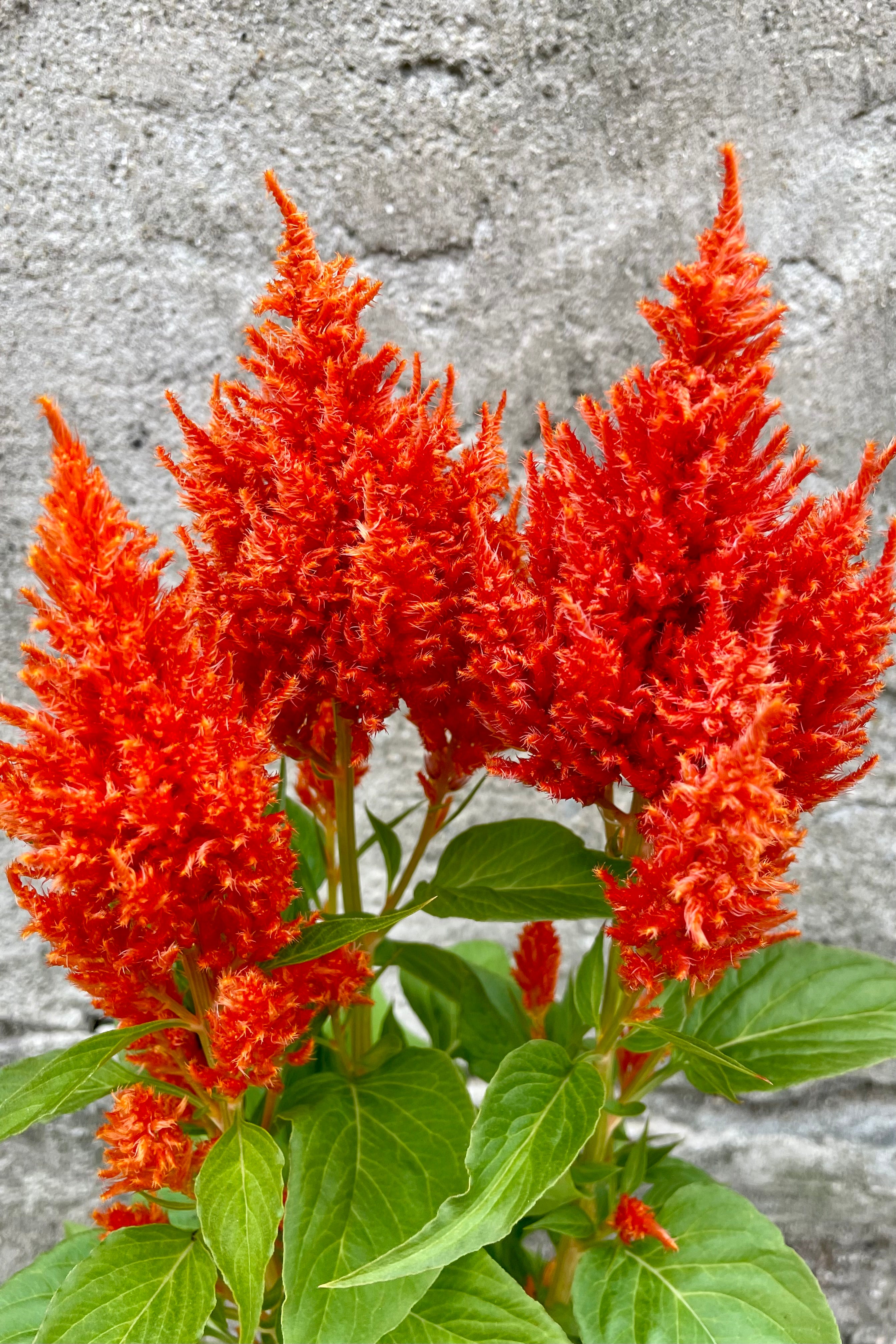 Celosia 'Flamma Orange' detail image in bloom mid May at Sprout Home. 