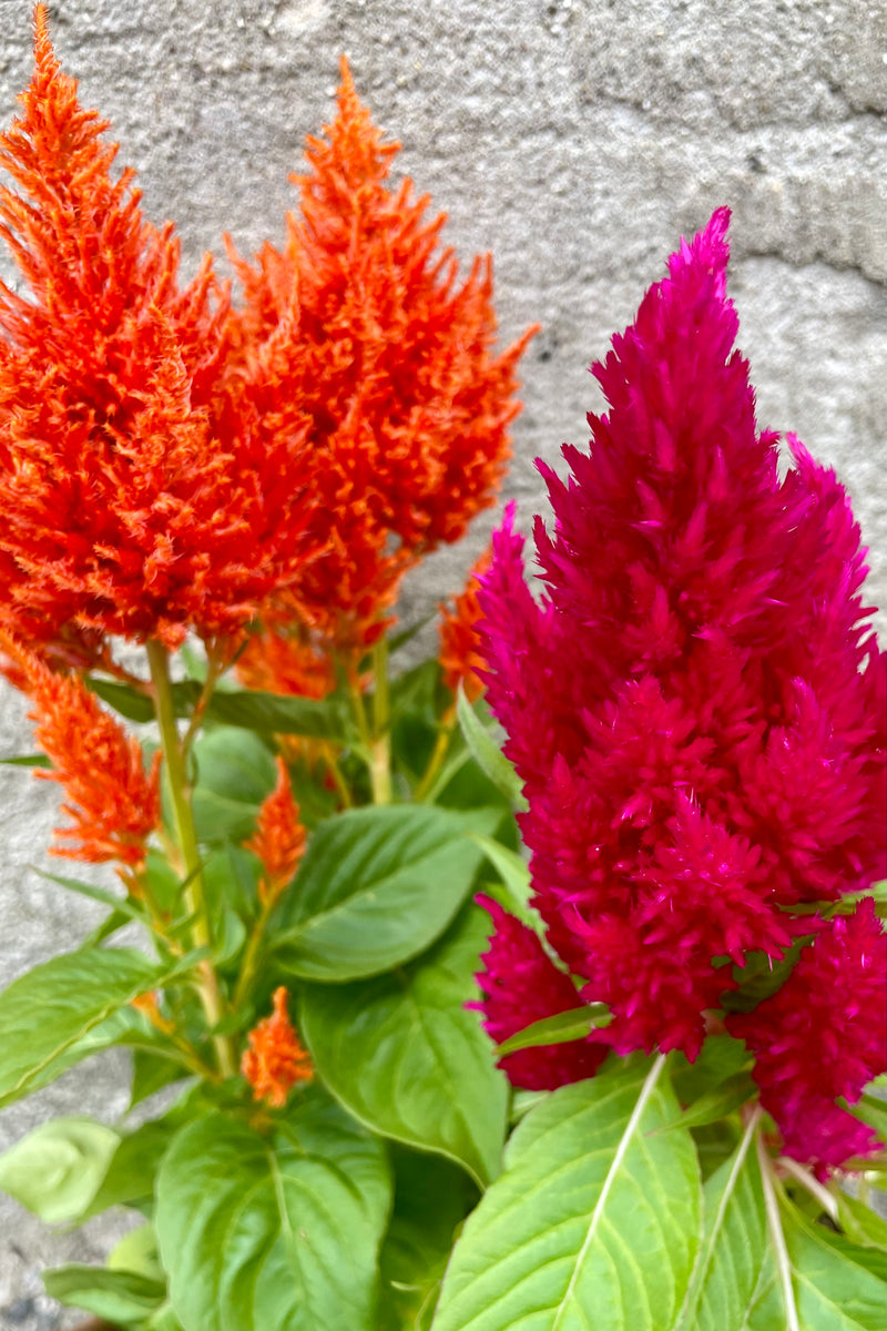 Two flowering Celosia 'First Flame Scarlet' and 'Flame Orange' blossoms in orange and fuchsia