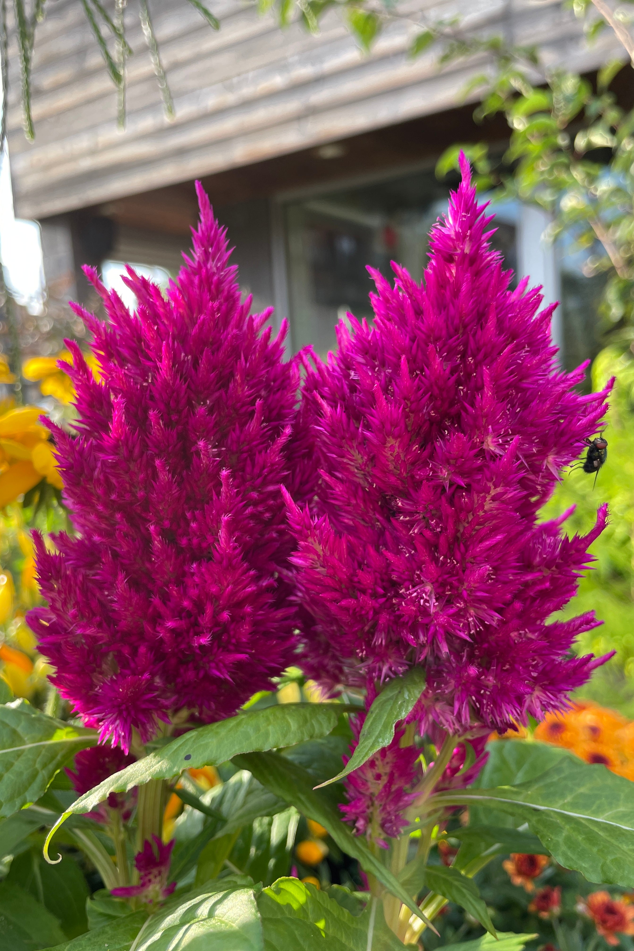 Celosia 'First Flame Purple' detail of the purple plumes the end of August at Sprout Home. 