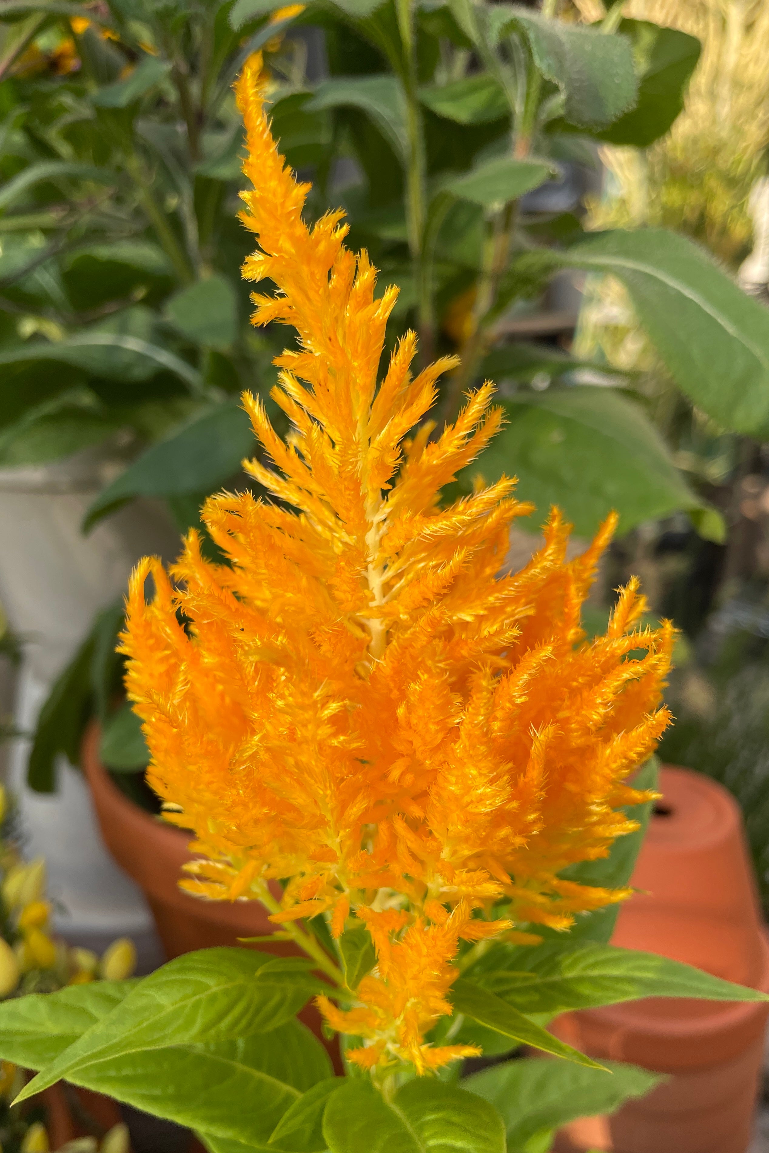 Celosia 'Flamma Golden' the end of August with its funny furry spiked plumes. 