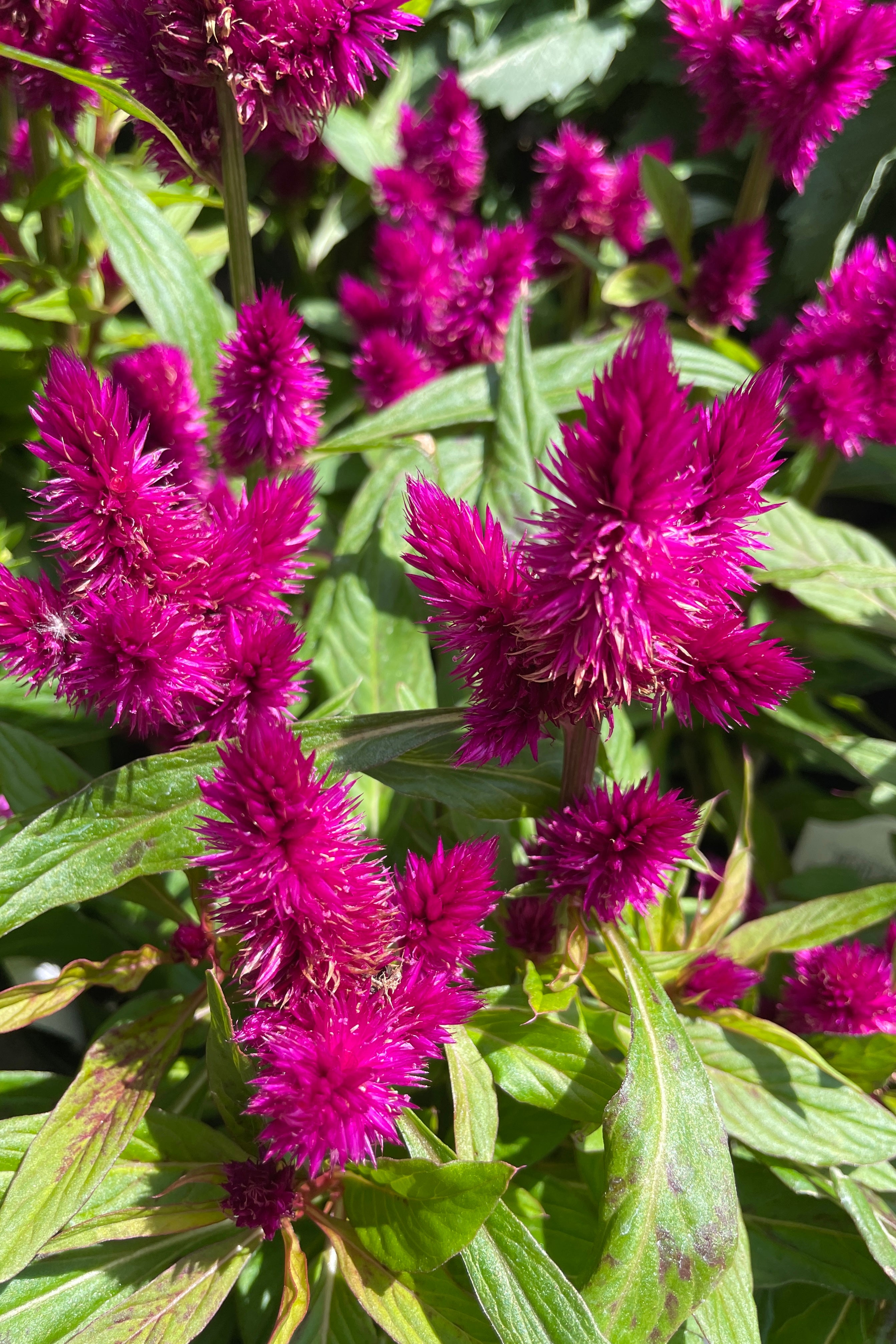 Celosia 'Intenz Dark Purple' detail of the fuchsia flower.