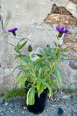 Centaurea montana 'Blue' in a #1 growers pot against a concrete wall the end of April in bloom with its purple blue flowers. 