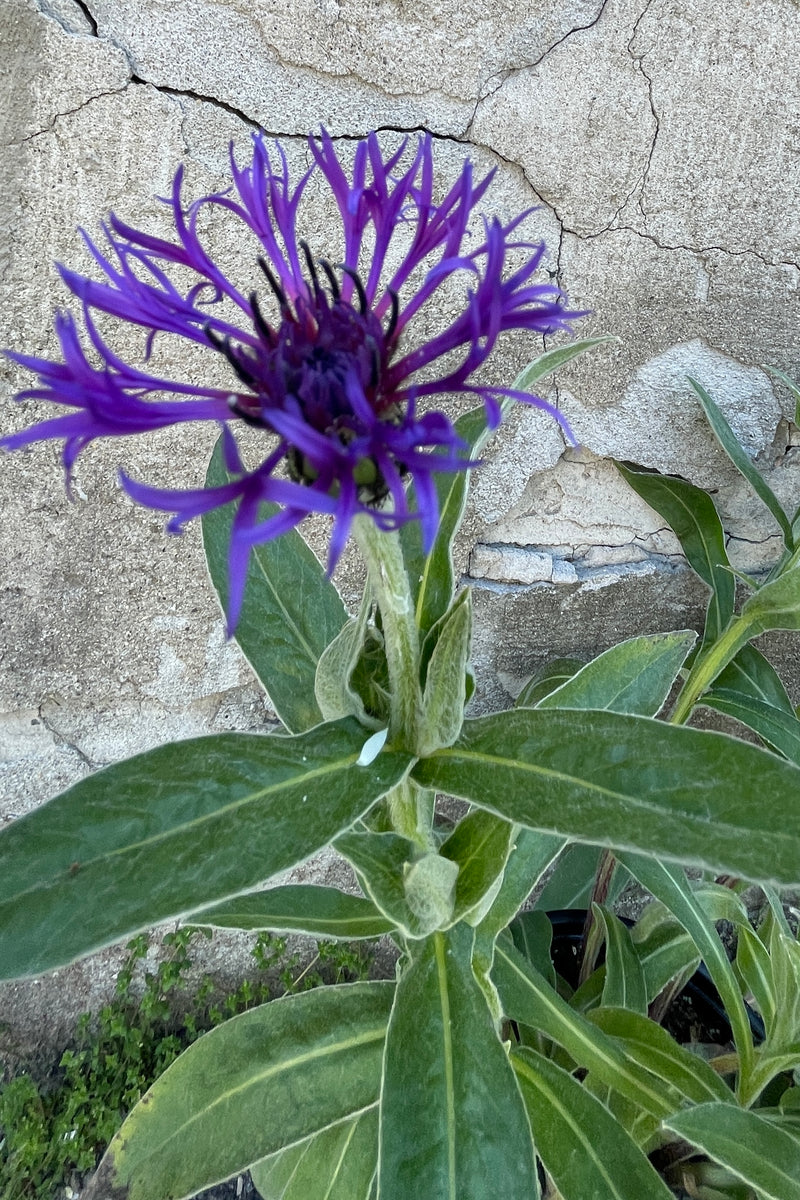The deep purple blue crazy looking flower of the Centaurea montana 'Blue' the end of April.