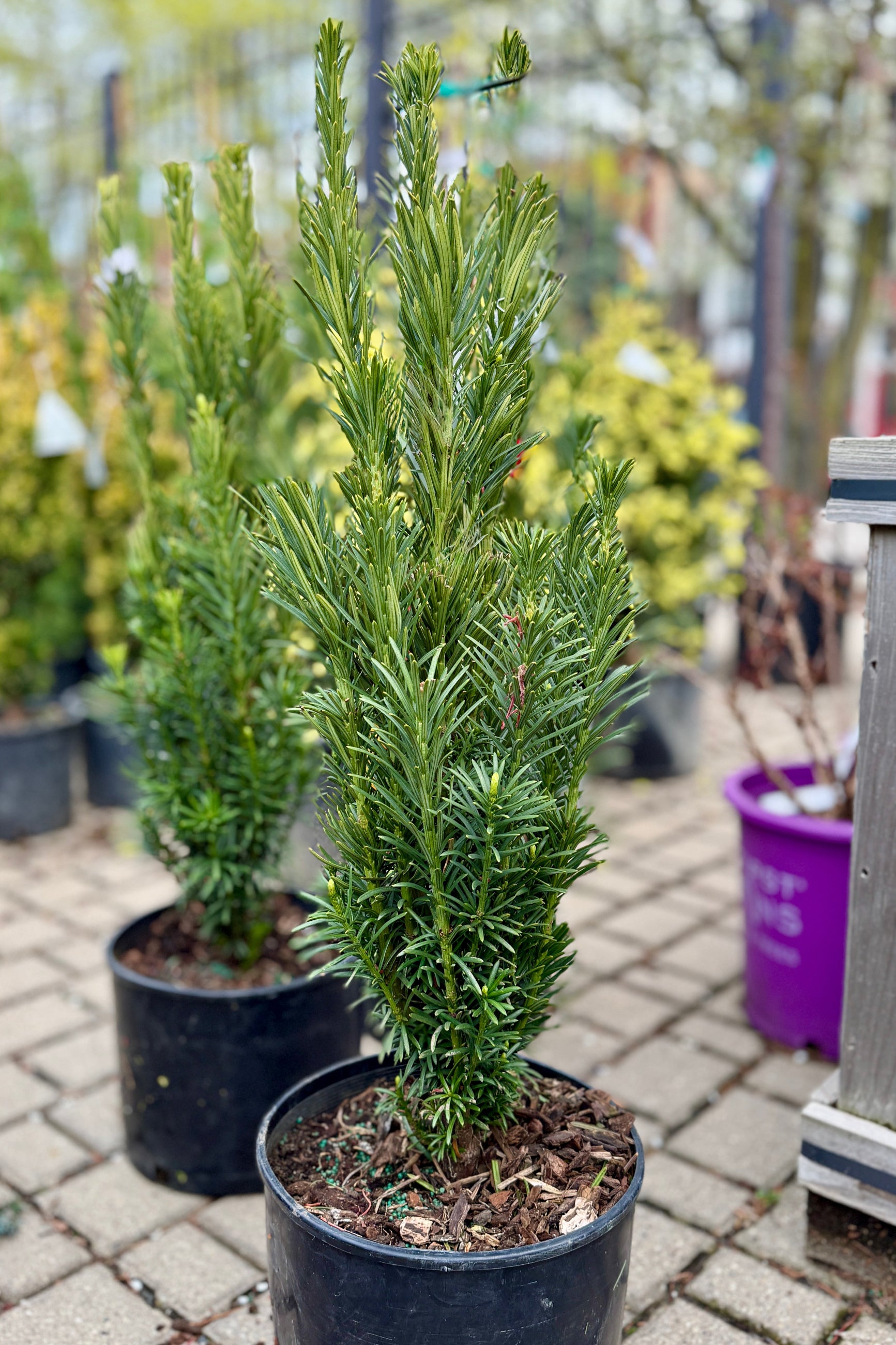 Cephalotaxus harringtonia 'Fastigiata' in a #3 growers pot in the garden yard in April ©Sprout Home