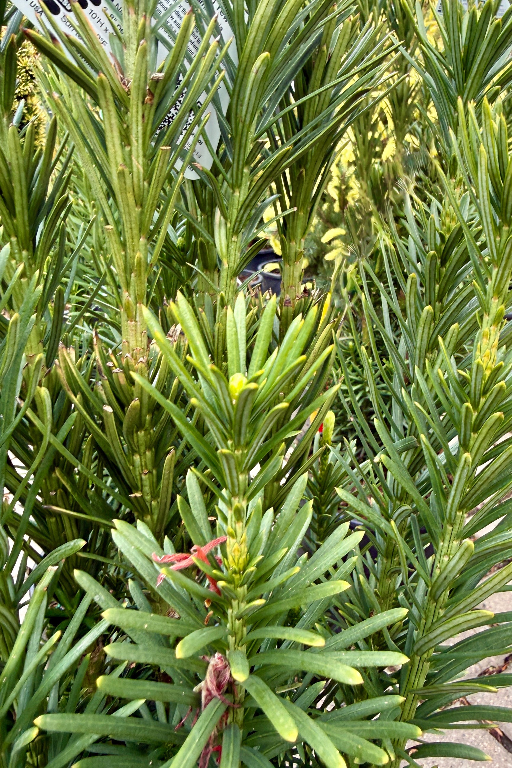 Close-up of a Cephalotaxus harringtonia 'Fastigiata' with a blurred background ©Sprout Home
