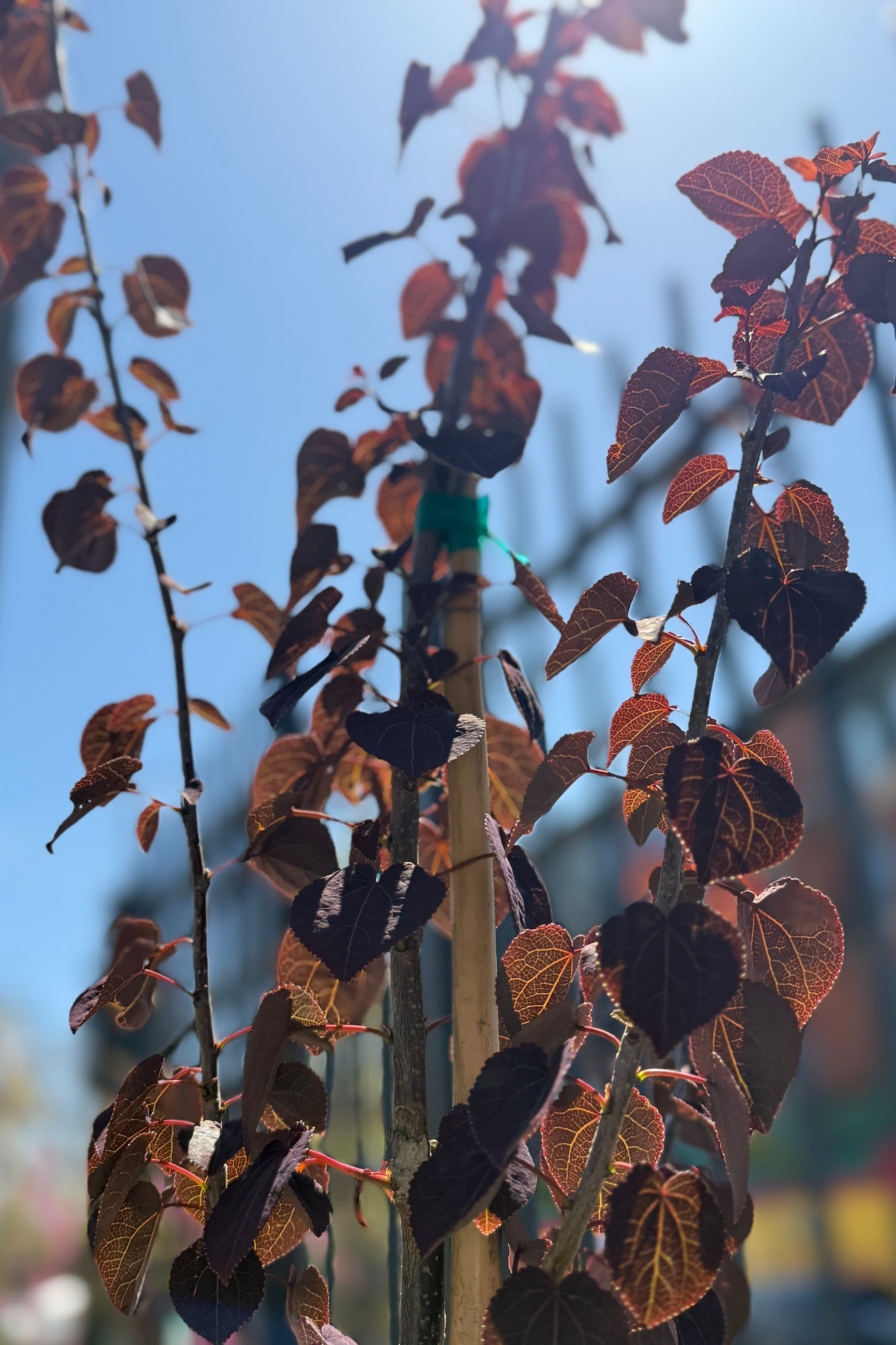The burgundy leaves of the Cercidiphyllum japonicum 'Red Fox' against the blue sky the end of April ©Sprout Home