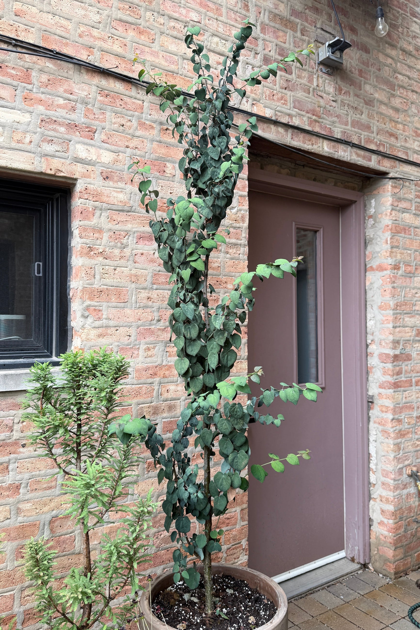 Cercidiphyllum japonicum 'Red Fox' #6 planted in a container by a door in June ©Sprout Home