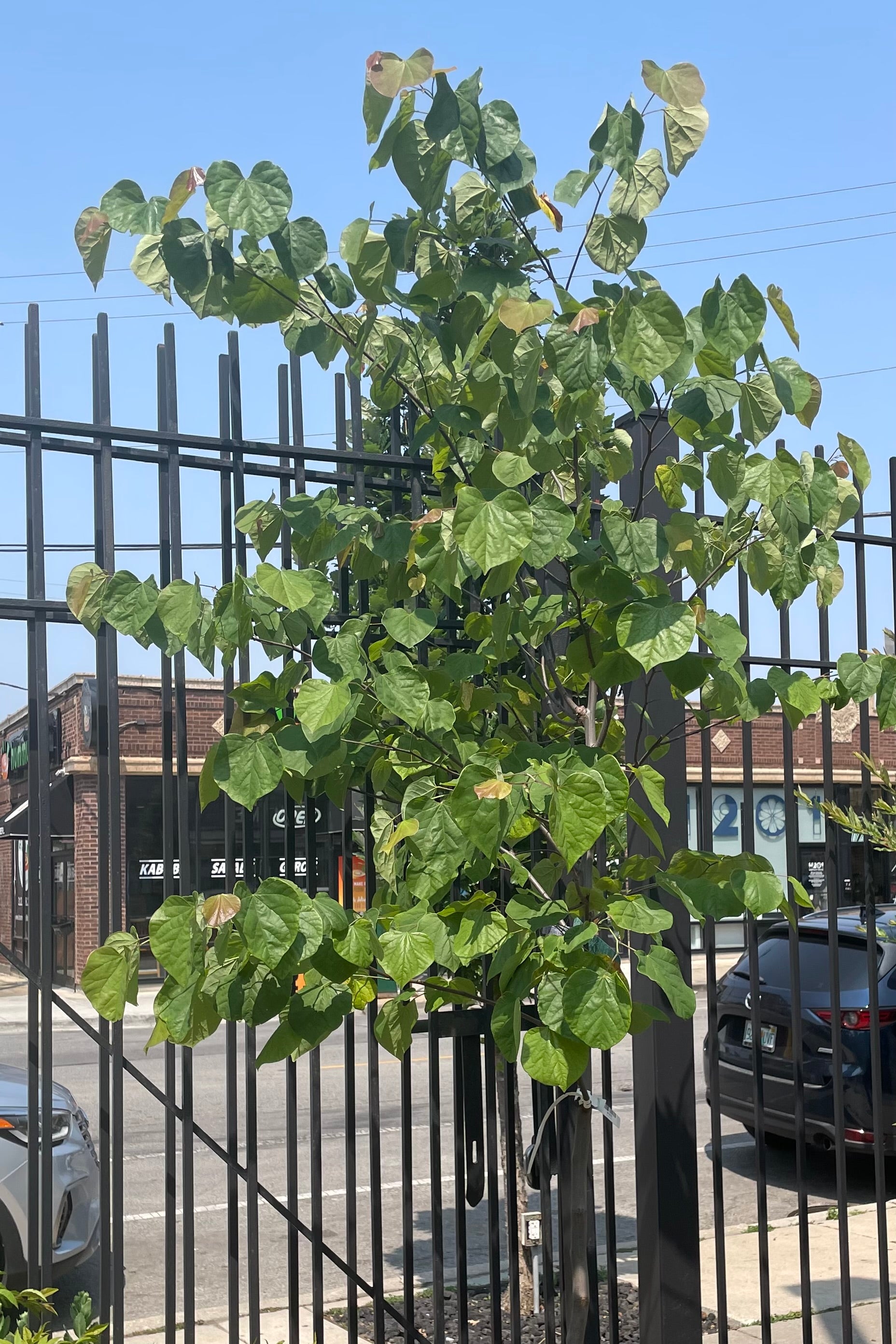 The top half of a Cercis MN Strain tree in a #10 growers pot showing off its green heart shaped leaves mid June. 