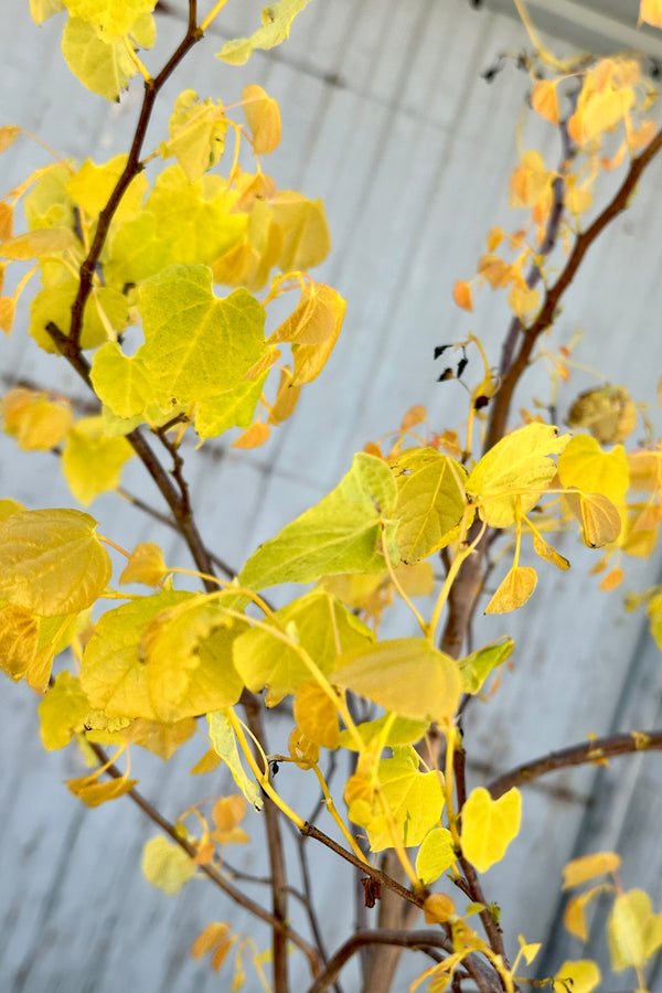 Cercis 'Rising Sun' photo detail of the young fresh yellow heart shaped leaves at the end of April. 