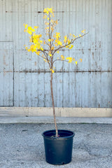 Cercis 'Rising Sun' tree in a #7 growers pot with its fresh new spring yellow heart shaped leaves.