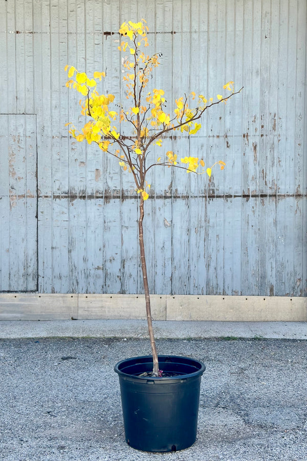 Cercis 'Rising Sun' tree in a #7 growers pot with its fresh new spring yellow heart shaped leaves.