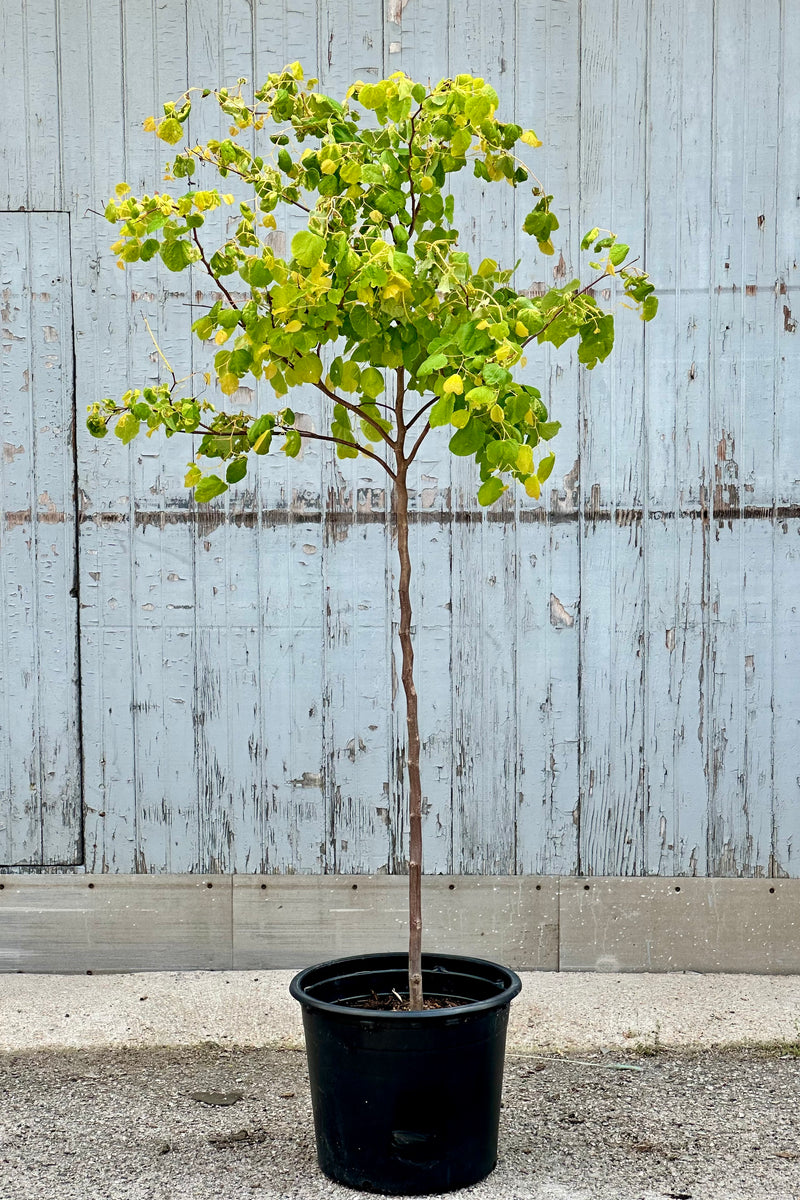 The Cercis 'Rising Sun' tree mid May in a #7 growers pot showing its new yellow green leaves standing in front of a wood fence. 