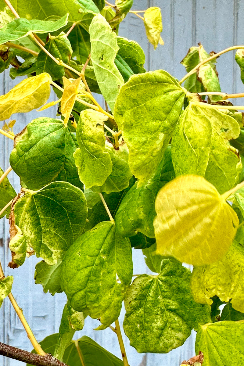 A detail of the green yellow heart shaped leaves of the 'Rising Sun' Redbud mid May at Sprout Home. 