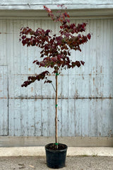 The burgundy colored leaves in Mid May of the 'Forest Pansy' redbud tree in a #7 growers pot in front of a wood wall. 