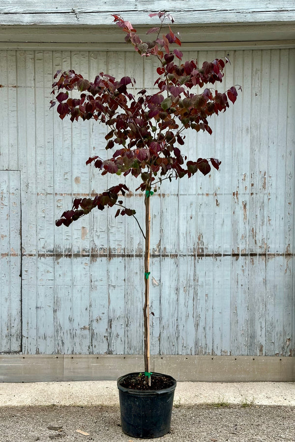 The burgundy colored leaves in Mid May of the 'Forest Pansy' redbud tree in a #7 growers pot in front of a wood wall. 