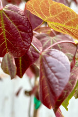 Cercis 'Forest Pansy' heart shaped leaves in mid May showing burgundy colors with  light chartreuse viens