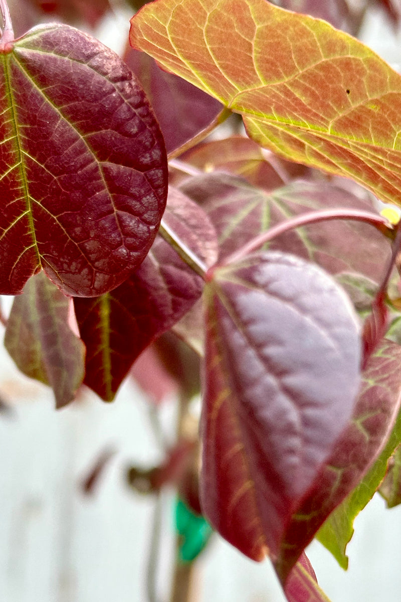 Cercis 'Forest Pansy' heart shaped leaves in mid May showing burgundy colors with  light chartreuse viens