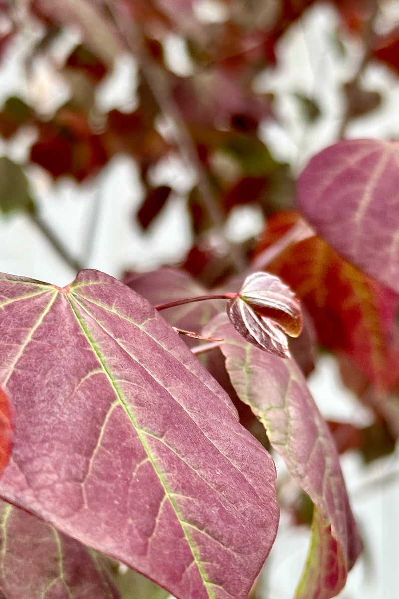 Cercic 'Forest Pansy' detail close up image of the leaves with its deep burgundy color. 