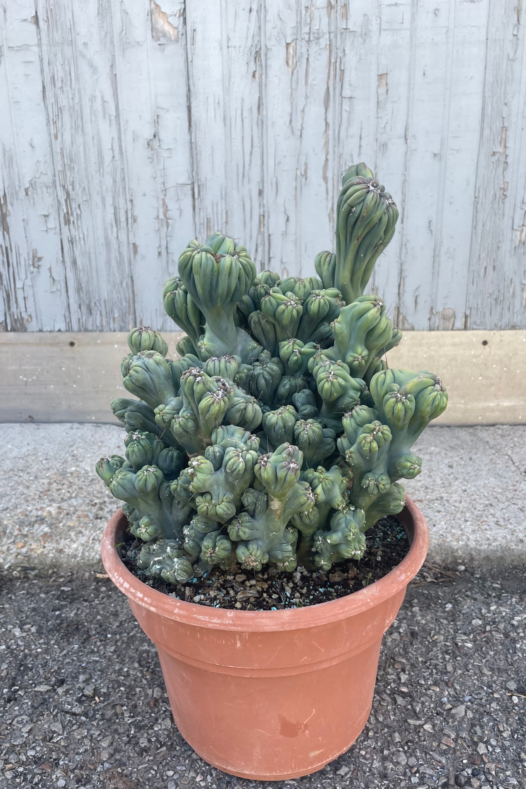 Photo of a cactus with contorted growth in an orange pot in front of a gray wall. Cereus forbesii Monstrose ©Sprout Home