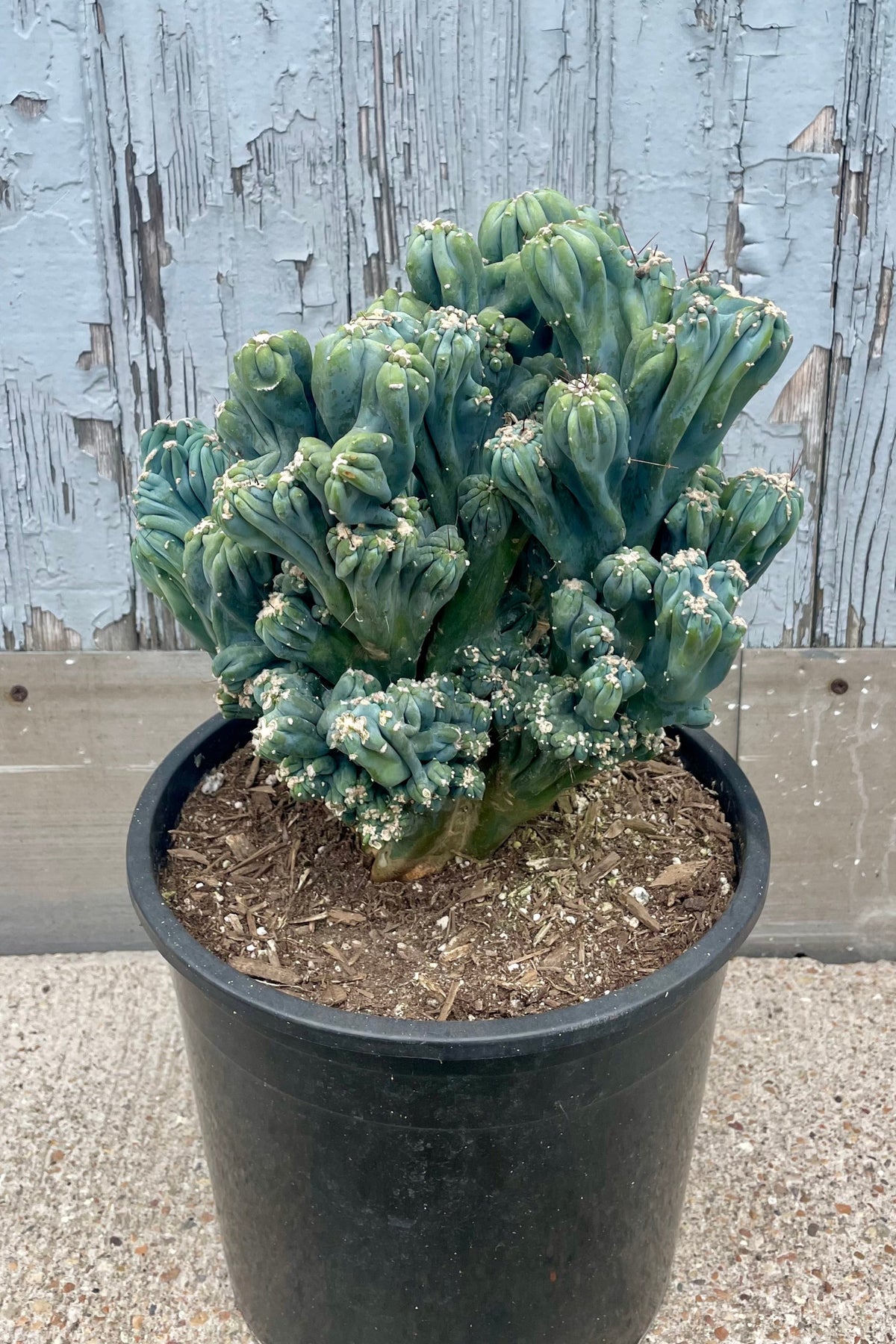 A mounded monstrose Cereus cactus in a black pot in front of a wooden wall . Cereus forbesii ©Sprout Home