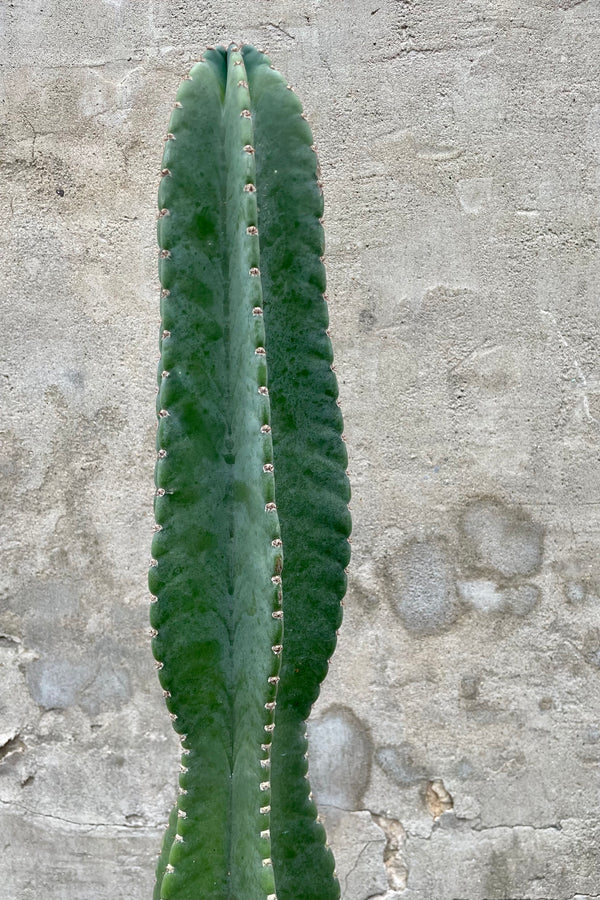 Close photo of Cereus peruvianus cactus which has blue-green color to a multi-sided columnar stem with small apines along each edge. Photograph is the plant subject against a cement wall.