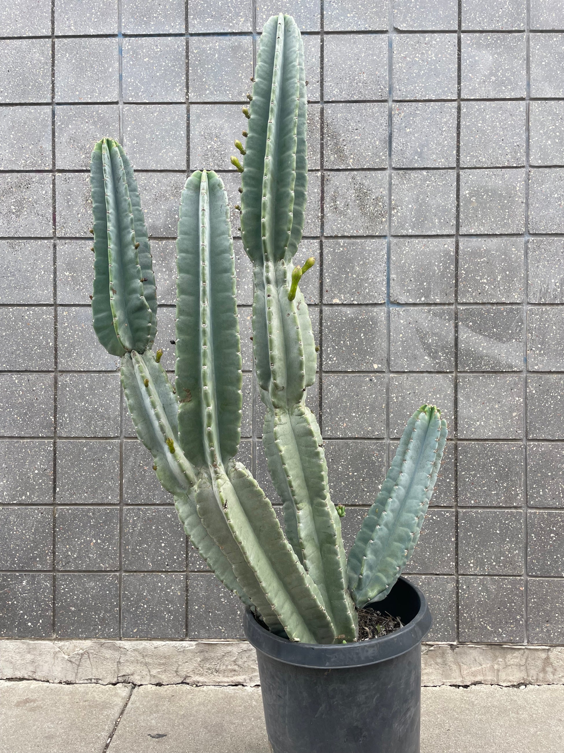 Cereus Peruvians in a #`15 growers pot against a gray block wall ©Sprout Home