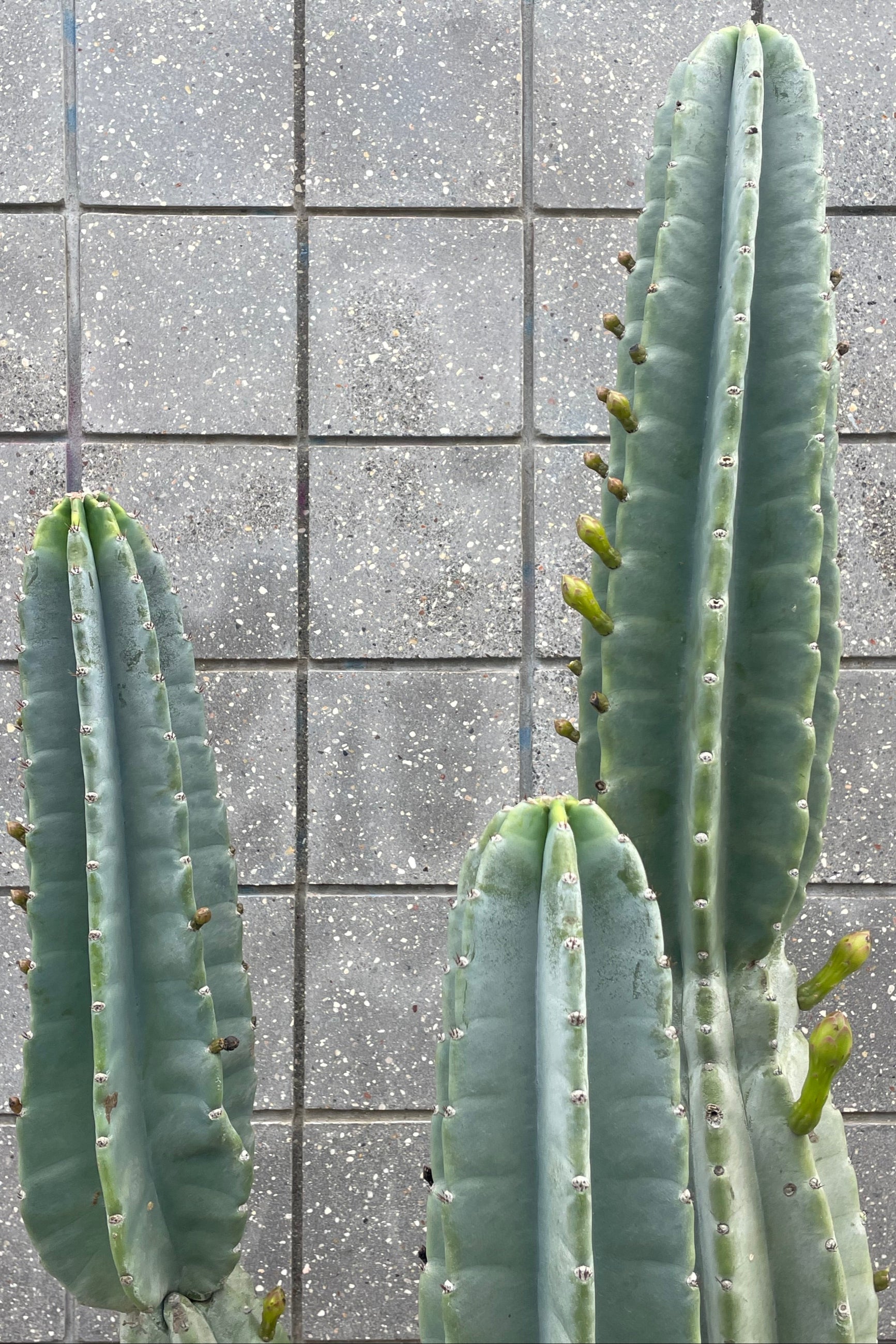 Close photo of multiple columns of cactus with flower buds. The plant is shown in front of a cement wall of square tiles. The cactus is Cereus peruvianus. ©Sprout Home