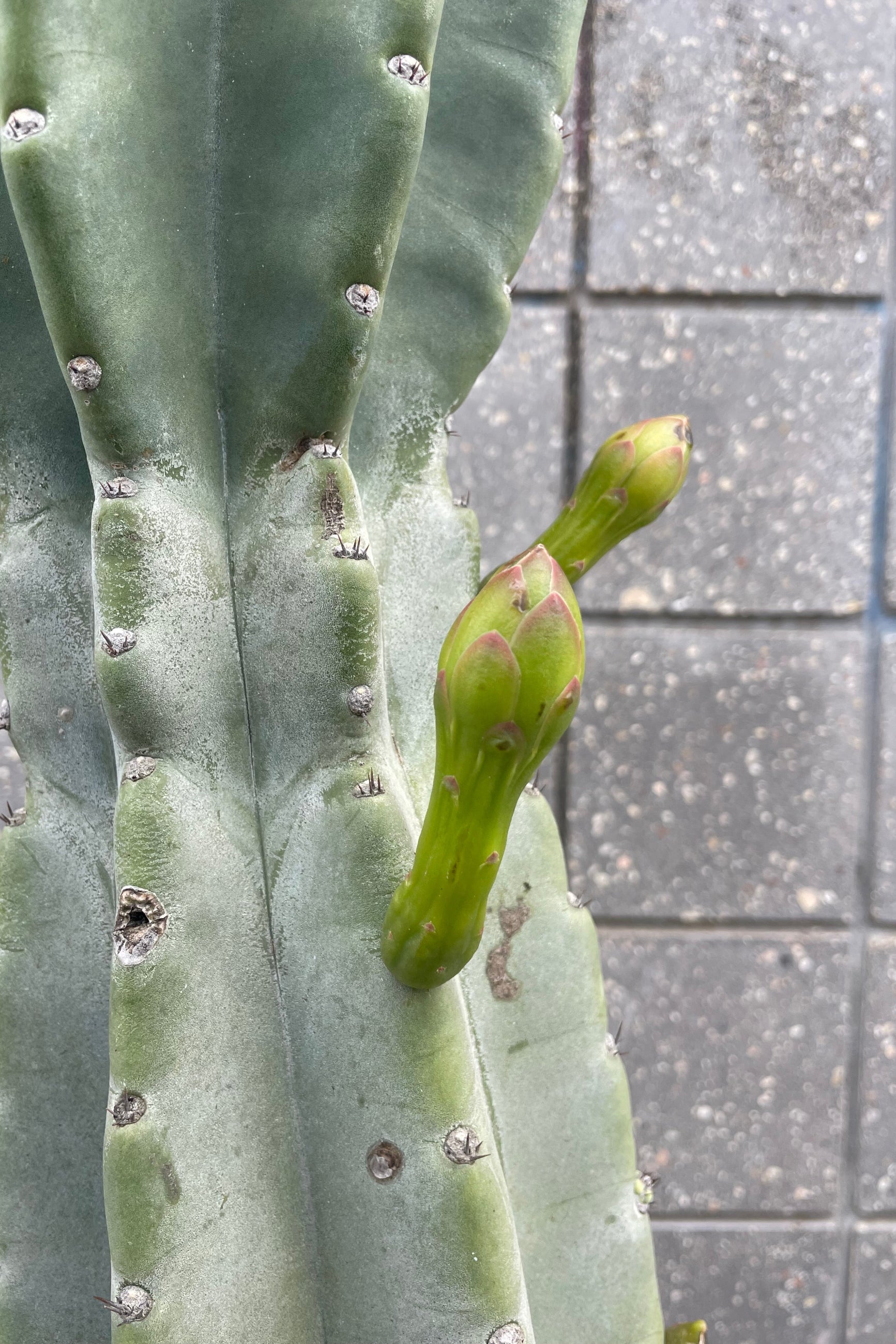 Close photo of cactus stem with flower buds. The plant is shown in front of a cement wall of square tiles. The cactus is Cereus peruvianus. ©Sprout Home