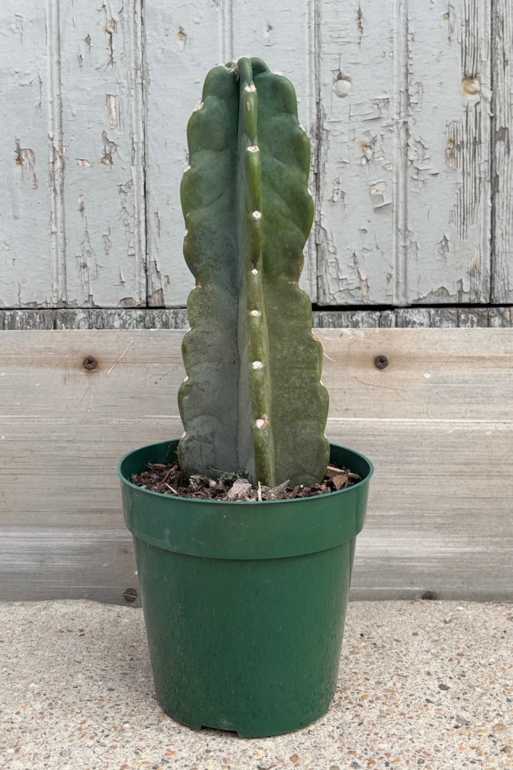 Front view of Cereus Peruvianus cactus in a 6" plastic pot displayed against a grey wall ©Sprout Home